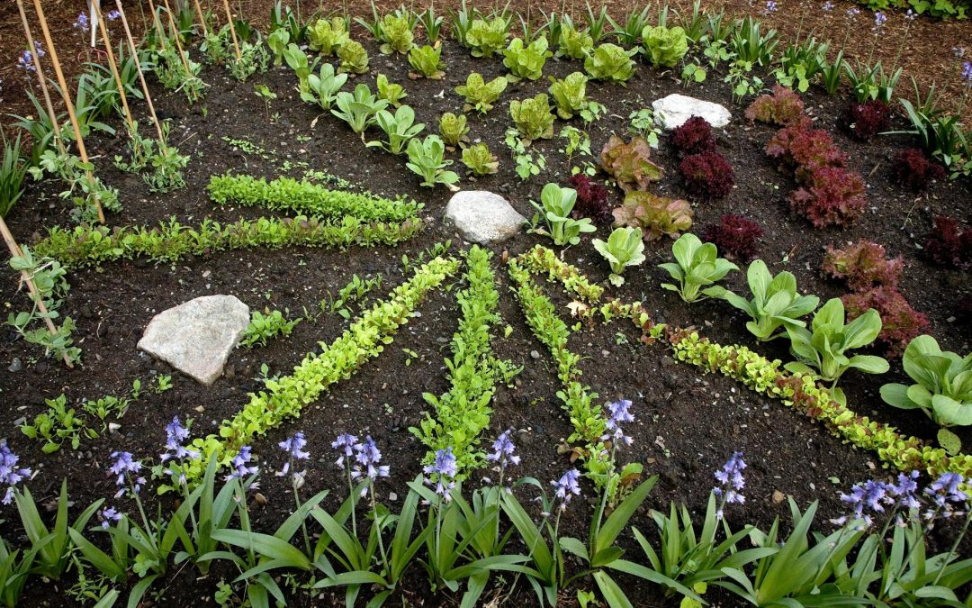 Plant a Fall Garden