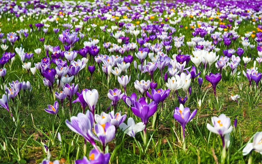 Shavuos Flower Show